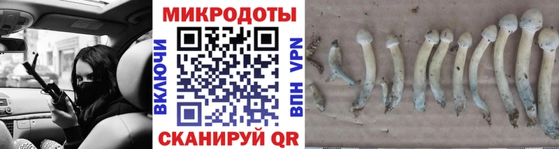 Псилоцибиновые грибы Psilocybine cubensis  закладка  Павловская 